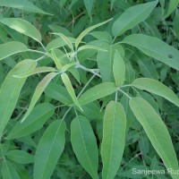 Vitex negundo L.